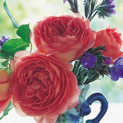 AUShunter 银禧 (England)