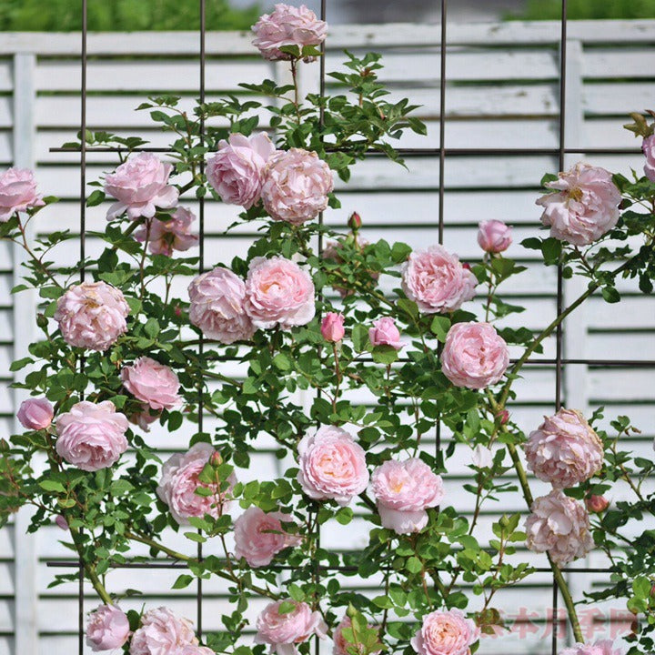 DELroch Tree Rose 索菲罗莎 树玫瑰 (France)