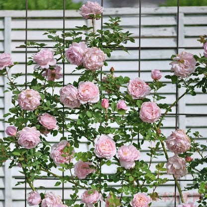 DELroch Tree Rose 索菲罗莎 树玫瑰 (France)