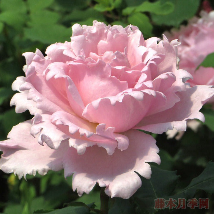 DELroch Tree Rose 索菲罗莎 树玫瑰 (France)
