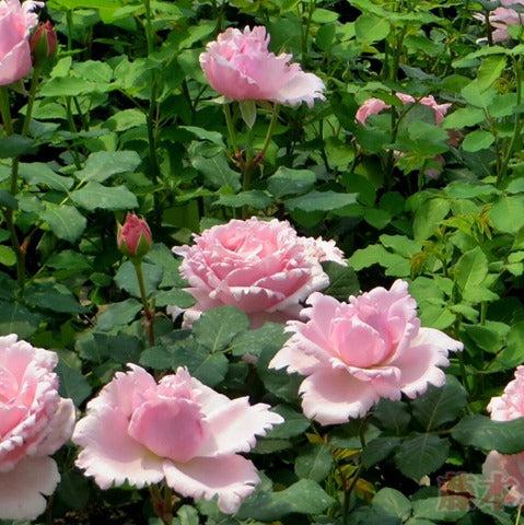 DELroch Tree Rose 索菲罗莎 树玫瑰 (France)
