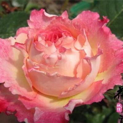 Anemone No 4/Lotus Tree Rose 海葵4号 树玫瑰 (Netherlands)