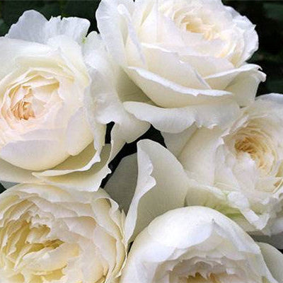 Shilabe 音调 (Japan)