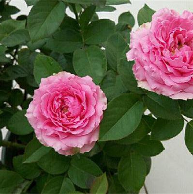 kaori kazari 香织装饰 (Japan)