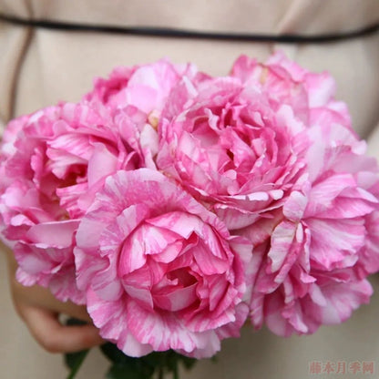 Yves Splash Tree Rose 伊芙飞溅 树玫瑰 (Japan)