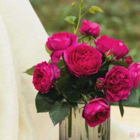 Chinese Charity 慈萱 (China 天狼)