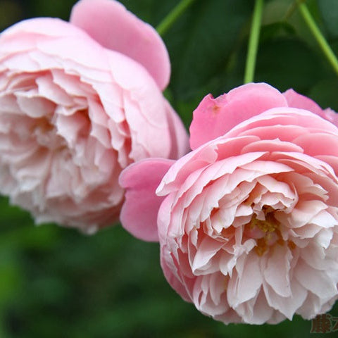 Plume 羽毛 (Japan)