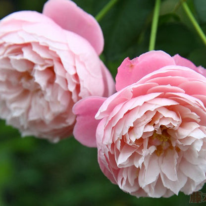 Plume 羽毛 (Japan)