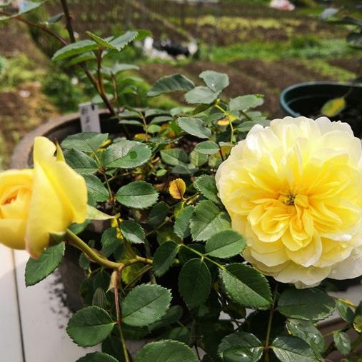 Leah Tutu Tree Rose 利亚图图 树玫瑰