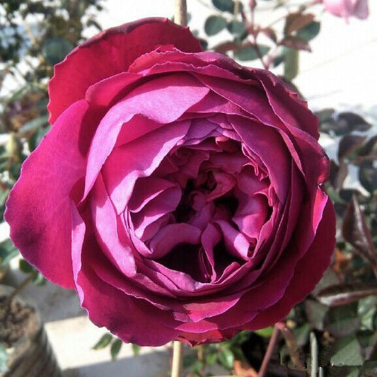 Scent Garden 伊芙芳香花园 (Japan)