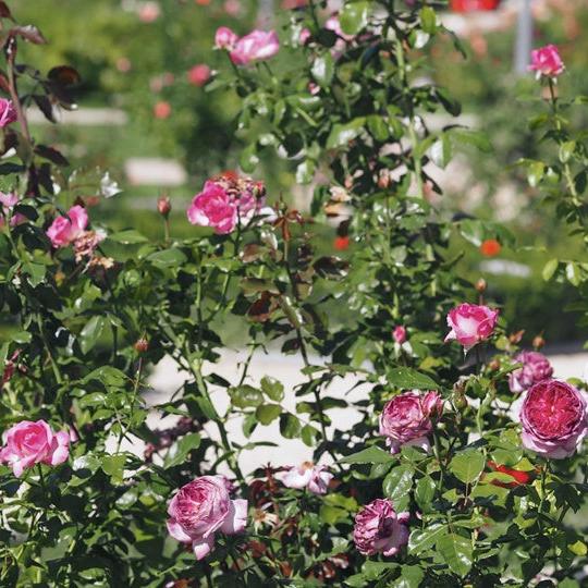Blueberry Cake Tree Rose 篮梅蛋糕 树玫瑰