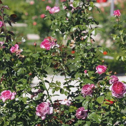 Blueberry Cake Tree Rose 篮梅蛋糕 树玫瑰