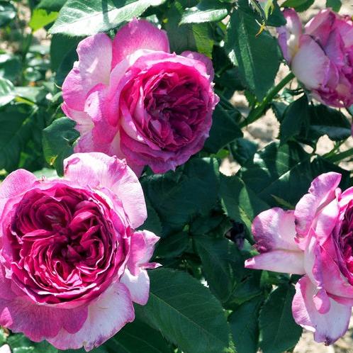 Blueberry Cake Tree Rose 篮梅蛋糕 树玫瑰