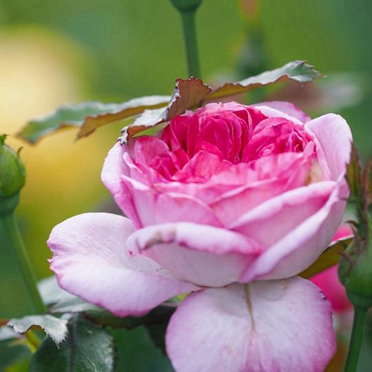 Blueberry Cake Tree Rose 篮梅蛋糕 树玫瑰