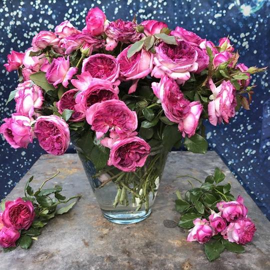 Blueberry Cake Tree Rose 篮梅蛋糕 树玫瑰
