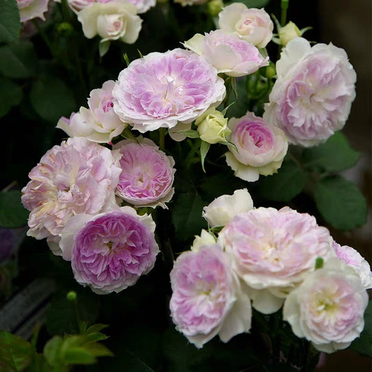 Moonstone Ruffle Roses Tree Roses – Hillside Rose Farm