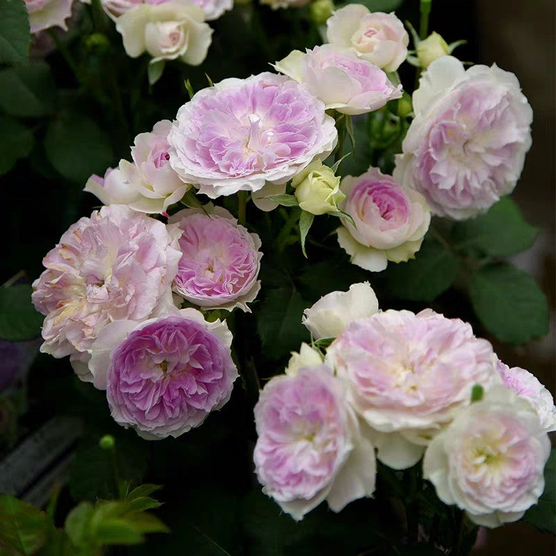 Blue Moonstone Tree Rose 蓝月石 树玫瑰 (Japan)