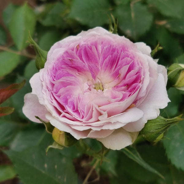 Blue Moonstone Tree Rose 蓝月石 树玫瑰 (Japan)