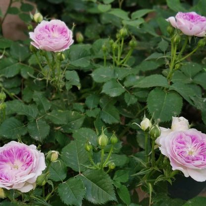 Blue Moonstone Tree Rose 蓝月石 树玫瑰 (Japan)
