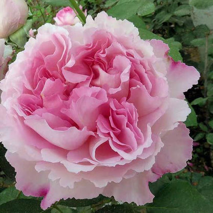 Aromatischen Hypnose 伊芙芳香催眠 (Japan)