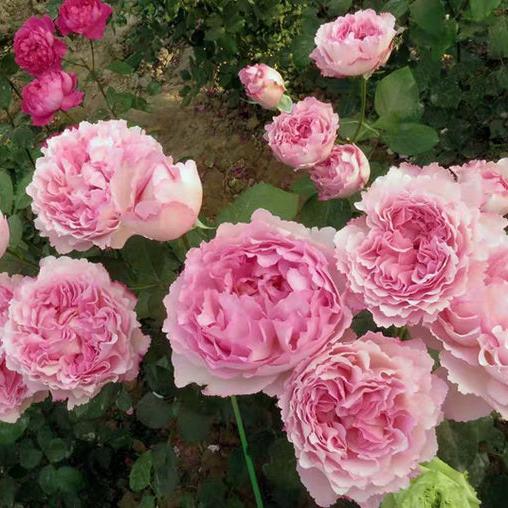 Aromatischen Hypnose 伊芙芳香催眠 (Japan)