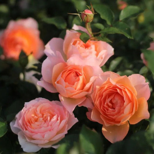 Xingrang 杏让 (China 天狼)