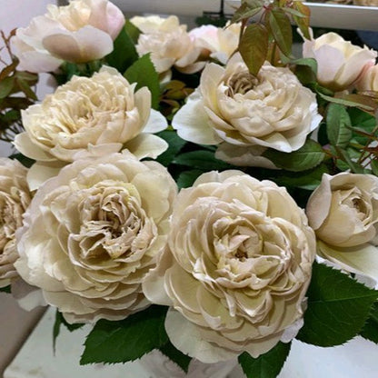 Charlotte Perriand 夏洛特佩里安 (Japan)