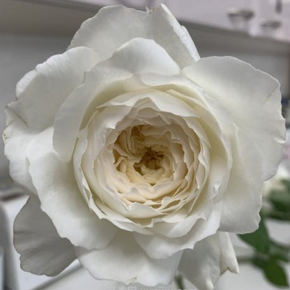 Shilabe 音调 (Japan)