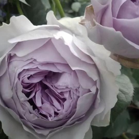 Lilas 丽拉 (Japan)