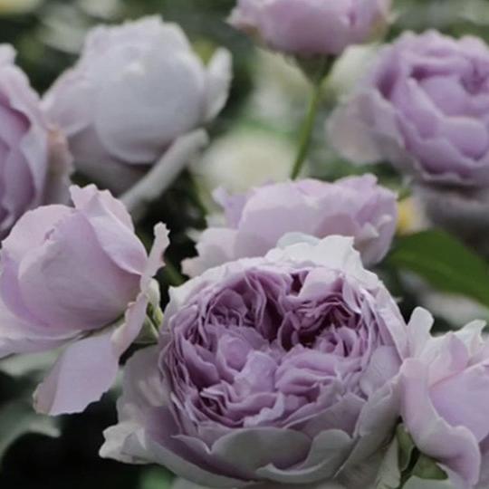 Lilas 丽拉 (Japan)