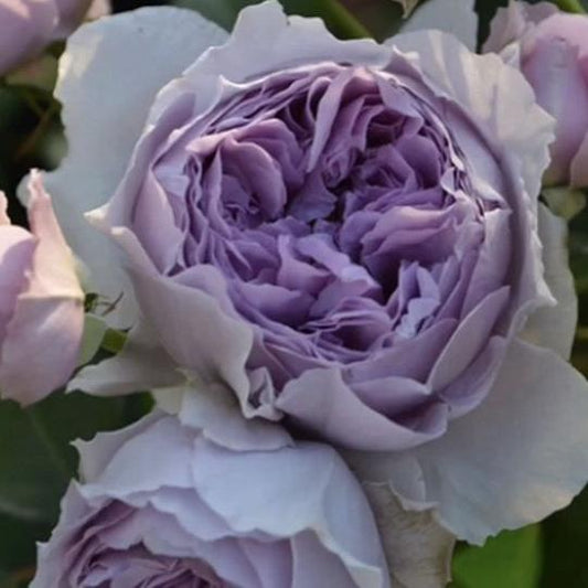 Lilas 丽拉 (Japan)