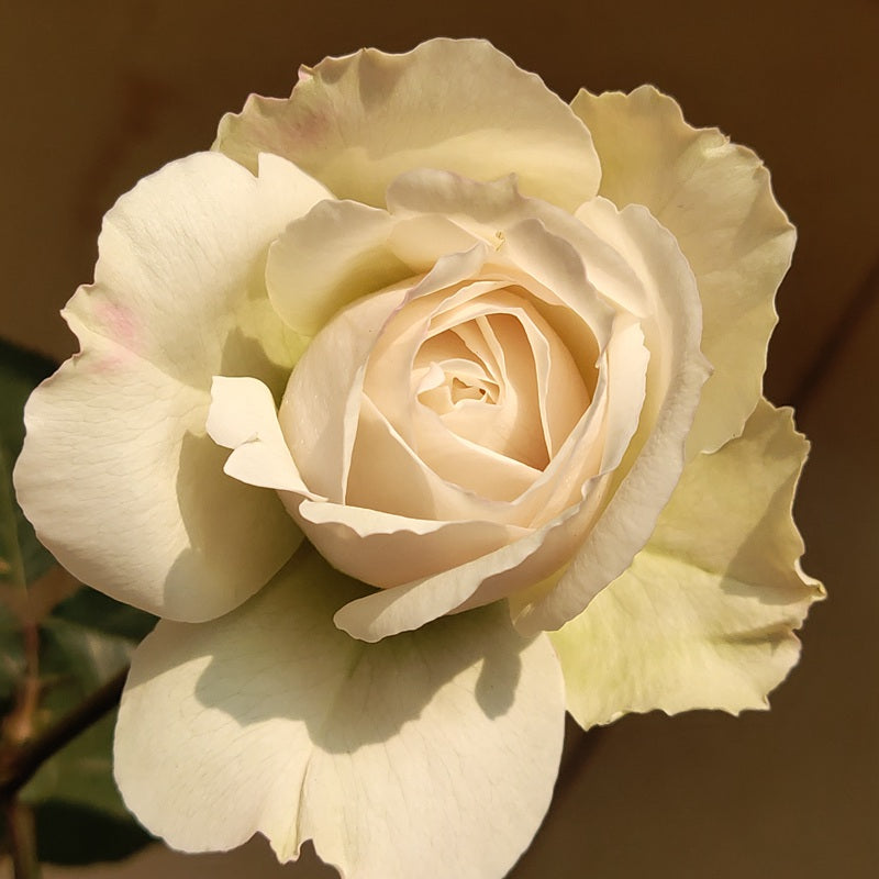 Creed 信念 (Japan)