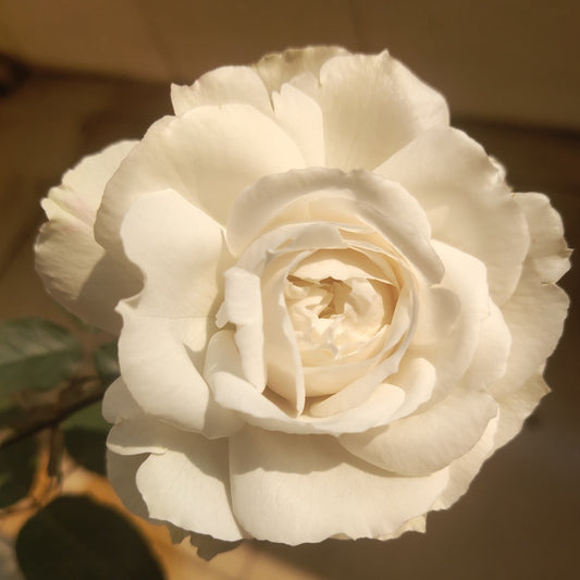 Creed 信念 (Japan)