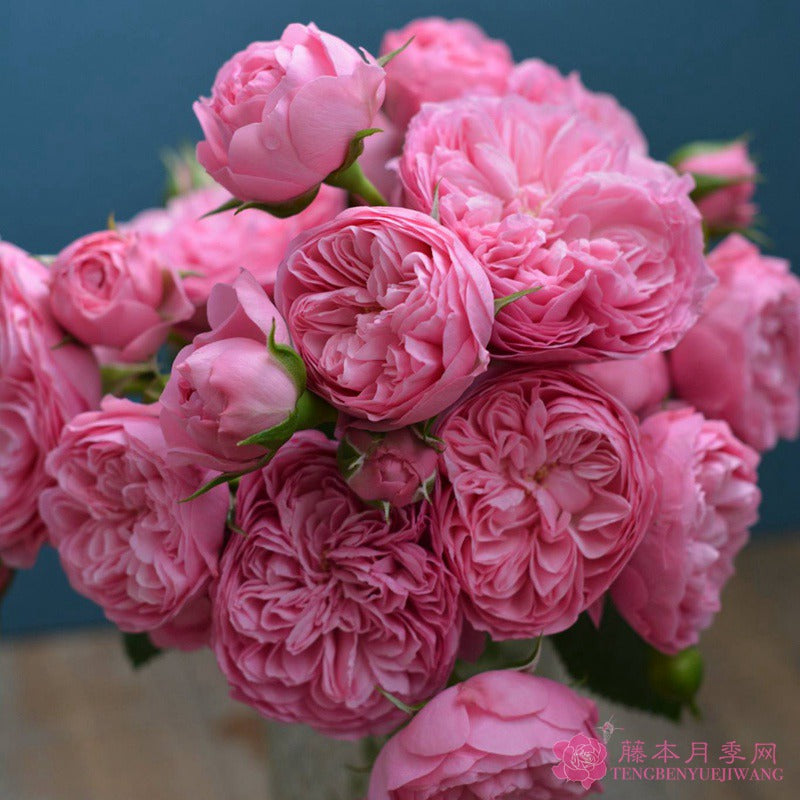 Filer 纺织 (Japan)