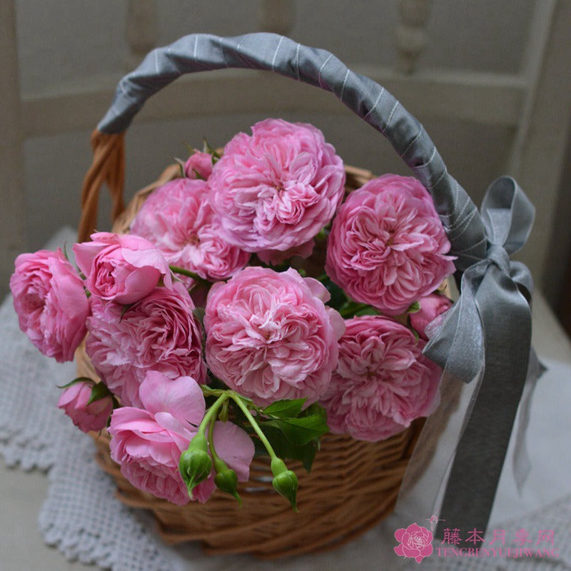 Filer 纺织 (Japan)
