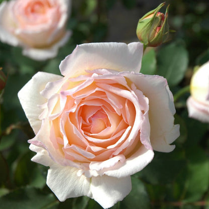 Kaoruno	薰乃 (Japan)