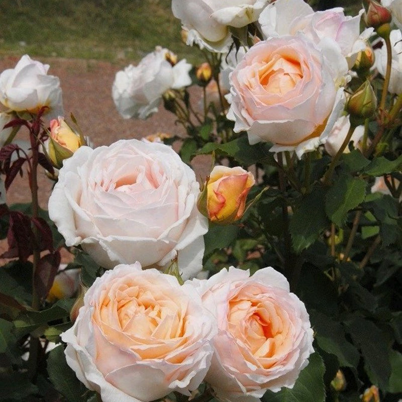 Kaoruno	薰乃 (Japan)