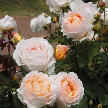 Kaoruno	薰乃 (Japan)