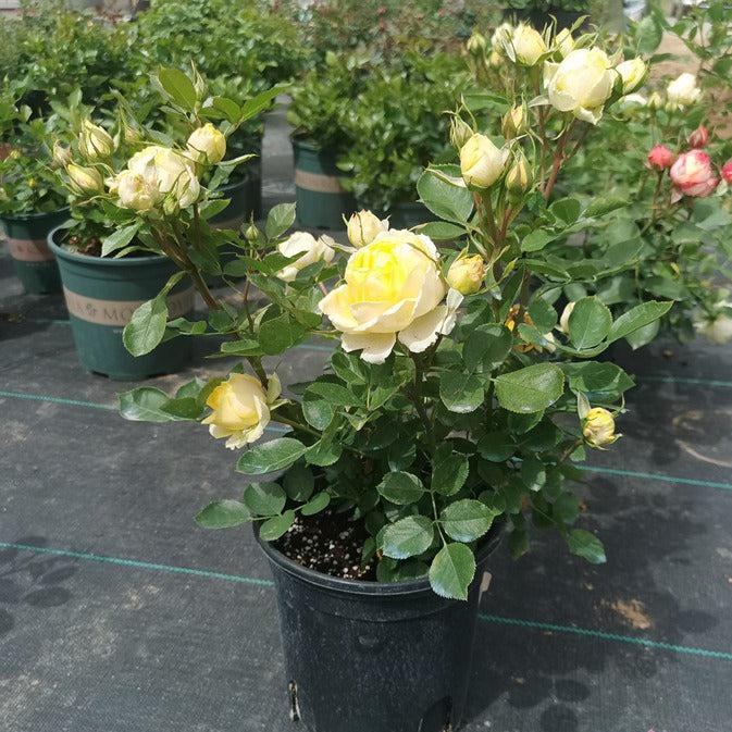 Canary Tree Rose 金丝雀 树玫瑰 (Germany)