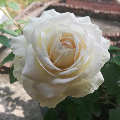 Princess Miyuki 美雪公主 (Japan)