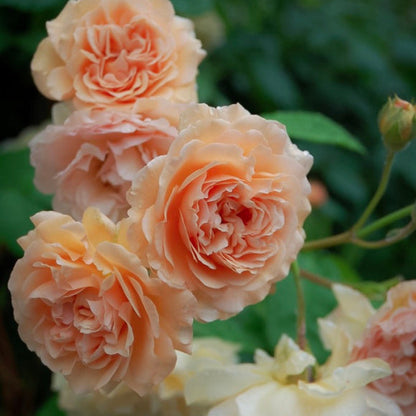 Buff Beauty 鹅黄美人 (England)