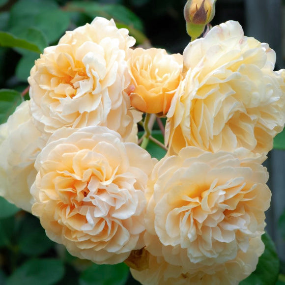 Buff Beauty 鹅黄美人 (England)