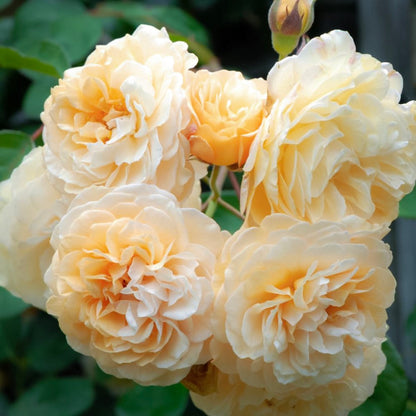 Buff Beauty 鹅黄美人 (England)