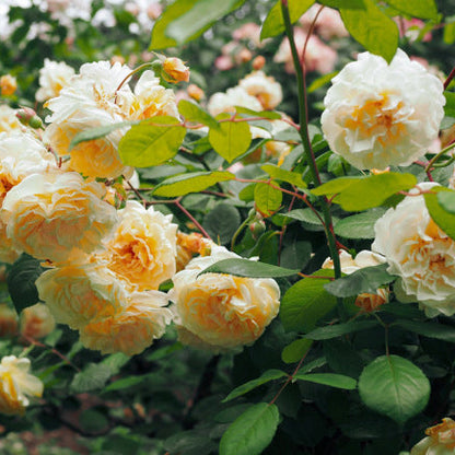 Buff Beauty 鹅黄美人 (England)