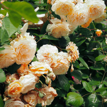 Buff Beauty 鹅黄美人 (England)