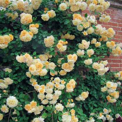 Buff Beauty 鹅黄美人 (England)