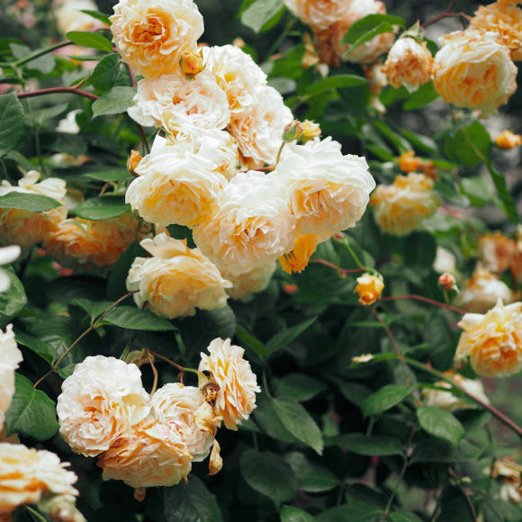 Buff Beauty 鹅黄美人 (England)