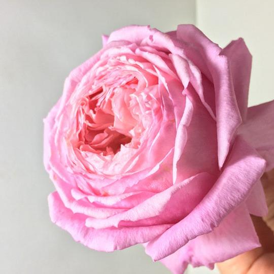 Lady's Heirloom 女人遗产 (USA)