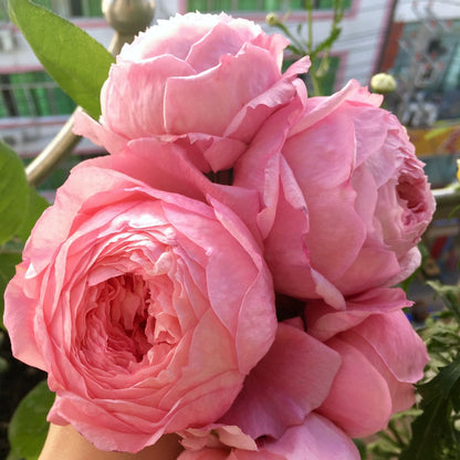 Lady's Heirloom 女人遗产 (USA)