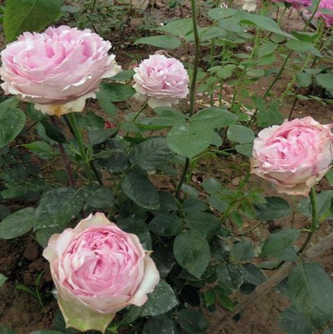Yves Light 伊芙光 (Japan)